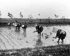 Transplanting Rice. Japan