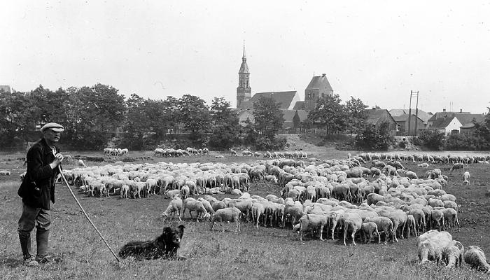 Sheep Herder with Flock of Sheep, River Ill, Village Beyond. Upper Alsace, France