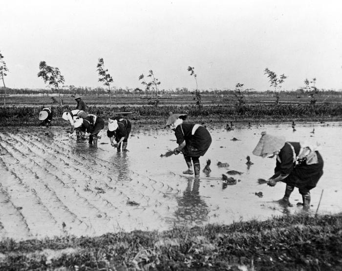 Transplanting Rice. Japan