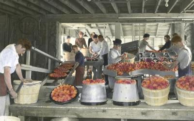 Cleaning, Sorting, Grading, and Packing Peaches, Youngstown, N.Y.