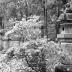 Ieyasu Shrine; Azaleas in Bloom, Stone Lanterns. Nikko, Japan