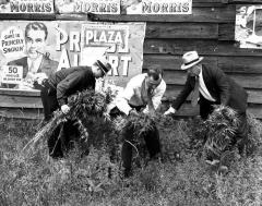 Local officials pull up marijuana plants, Schenectady County