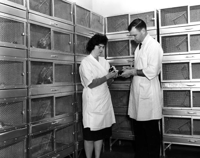 Two scientists injecting a guinea pig surrounded by animal cages