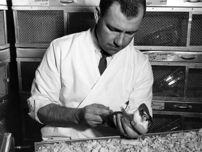 Scientist holding guinea pig