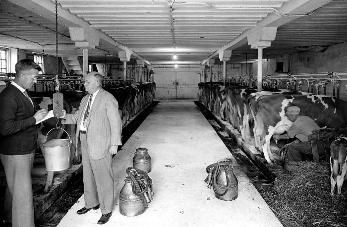 Dept. of Agriculture milk inspector and farm workers in barn