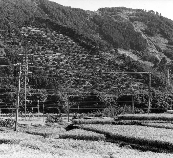 Rice Plots, Orange Trees on Terraced Hillside. Kamakura, Japan