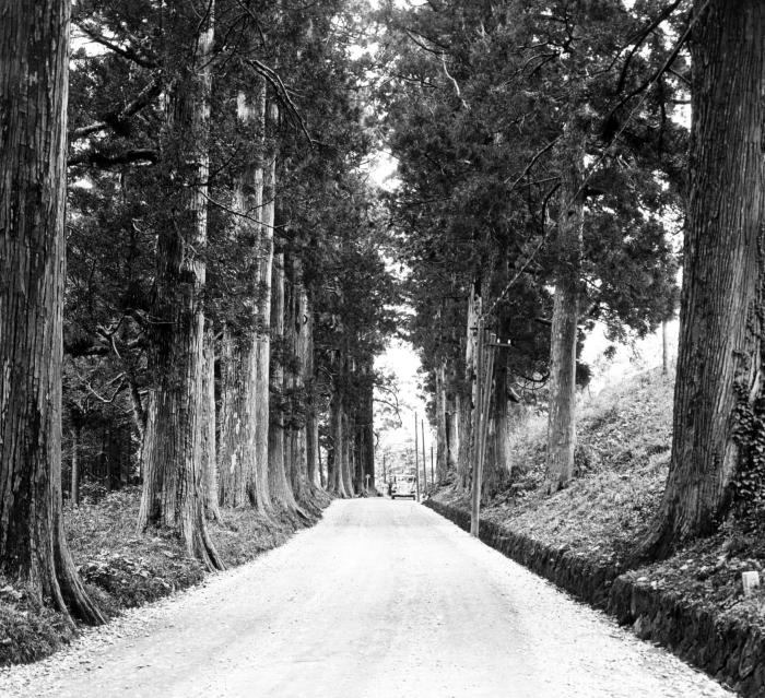 Tokaido Highway Lined with Japan Cedars (Cryptomeria japonica) near the Hakone Border. between Sagami and Izu provinces, Japan