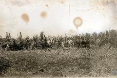 Thomas Indian School Photograph. Harvesting Corn