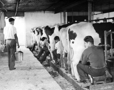 Thomas Indian School Photograph,  Barn Interior: Students Milking Cows