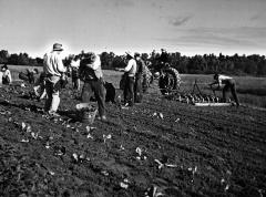 Thomas Indian School Photograph.  Boys Planting Crops