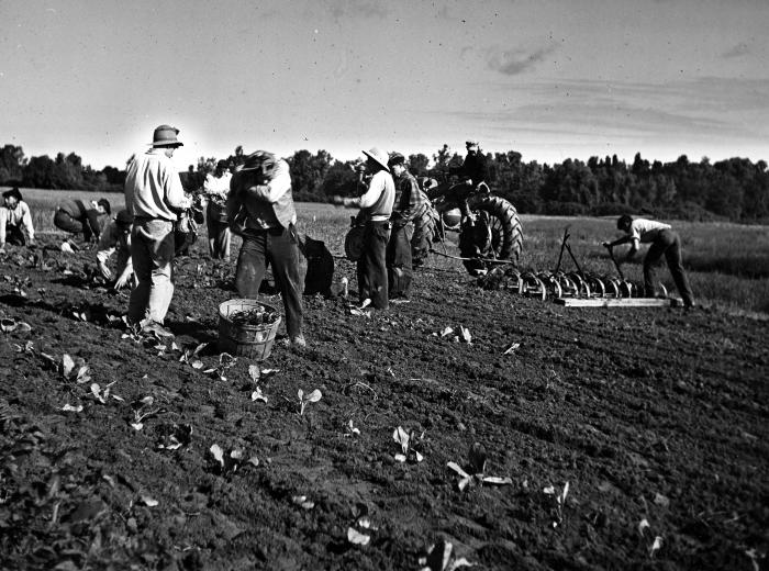 Thomas Indian School Photograph.  Boys Planting Crops