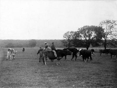 Thomas Indian School Photograph,  Young Men Herding Cattle