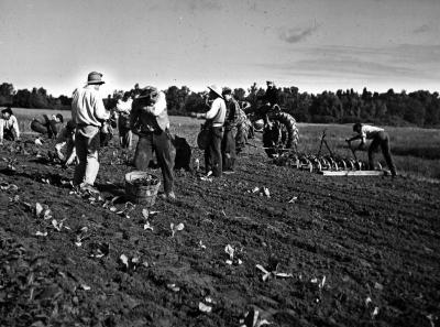 Thomas Indian School Photograph.  Boys Planting Crops