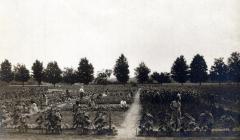 Thomas Indian School Photograph,  Student  Workers in Field