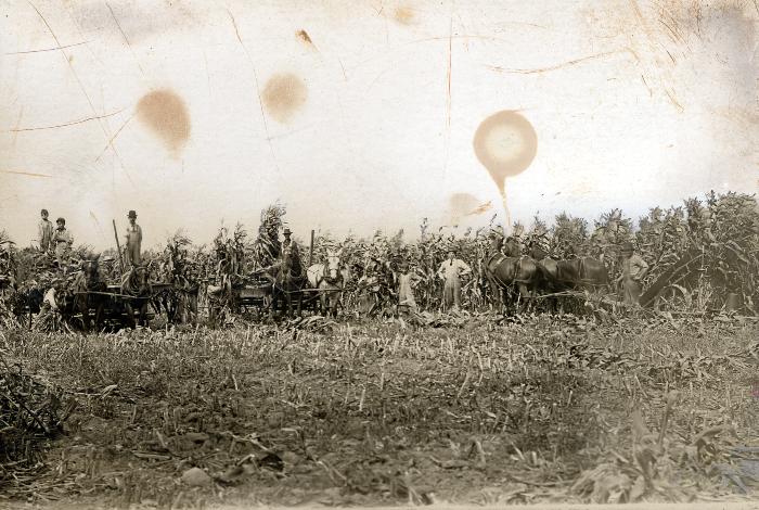 Thomas Indian School Photograph. Harvesting Corn