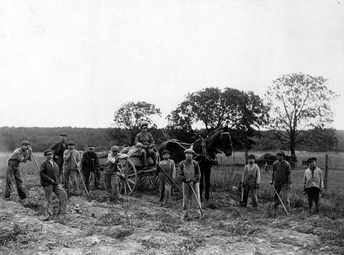 Thomas Indian School Photograph, Boys Harvesting Crops