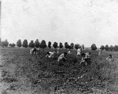 Thomas Indian School Photographs.  Young Women and Girls Picking Strawberries