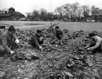 Woo Yo Ying and other laborers at Guy Beattie Farm