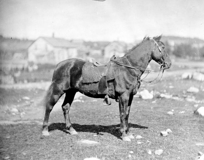 Billy, the favorite horse of Captain James Penfield