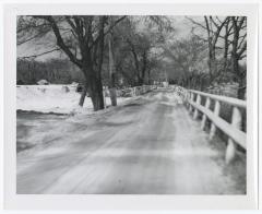 Tree-lined fenced road