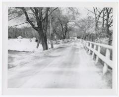 Tree-lined fenced road