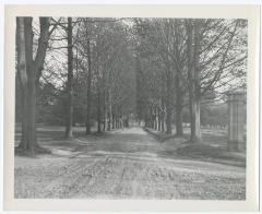 Tree-lined road