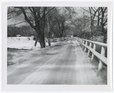 Tree-lined fenced road