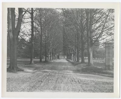 Tree-lined road