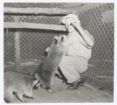 Raccoons being fed at a zoo at Belmont Lake State Park