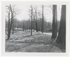 Caumsett State Park, Daffodils near Beach