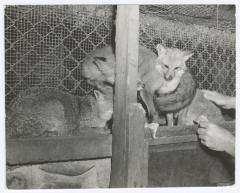 Foxes in a cage at a zoo at Belmont Lake State Park