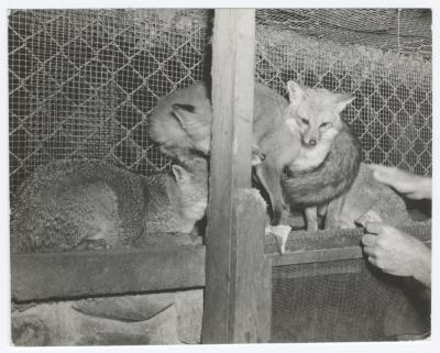 Foxes in a cage at a zoo at Belmont Lake State Park