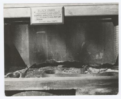 Black snake in a cage at a zoo at Belmont Lake State Park