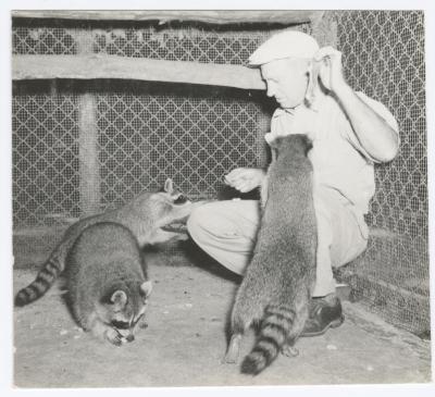 Raccoons being fed at a zoo at Belmont Lake State Park