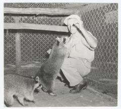Raccoons being fed at a zoo at Belmont Lake State Park