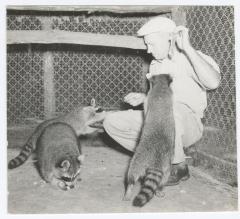Raccoons being fed at a zoo at Belmont Lake State Park