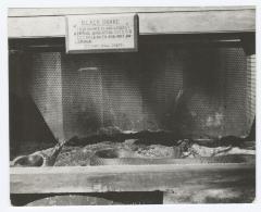 Black snake in a cage at a zoo at Belmont Lake State Park