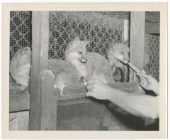 Foxes in a cage at a zoo at Belmont Lake State Park