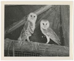 Barn owls in a cage at a zoo at Belmont Lake State Park