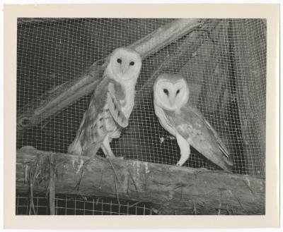 Barn owls in a cage at a zoo at Belmont Lake State Park