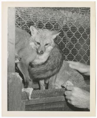 Foxes in a cage at a zoo at Belmont Lake State Park