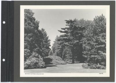 Bayard cutting arboretum. Album