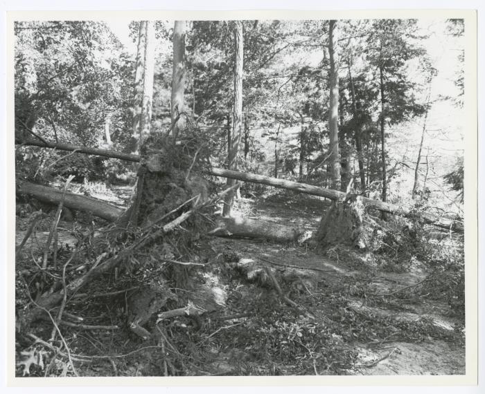 Hurricane Damage, Bayard Cutting Arboretum