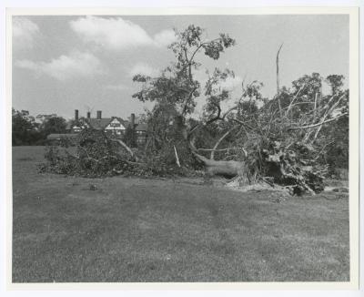 Hurricane Damage, Bayard Cutting Arboretum