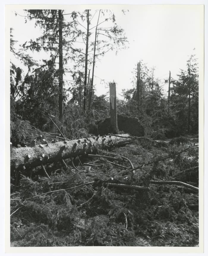 Hurricane Damage, Bayard Cutting Arboretum