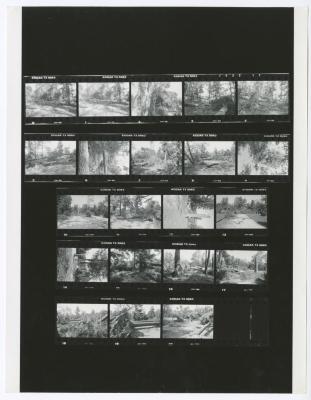 Hurricane Damage, Bayard Cutting Arboretum