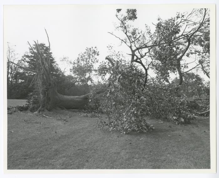 Hurricane Damage, Bayard Cutting Arboretum