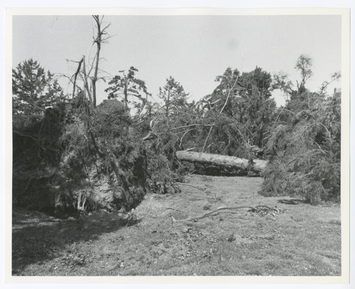Hurricane Damage, Bayard Cutting Arboretum