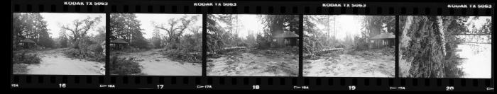 Hurricane Damage, Bayard Cutting Arboretum