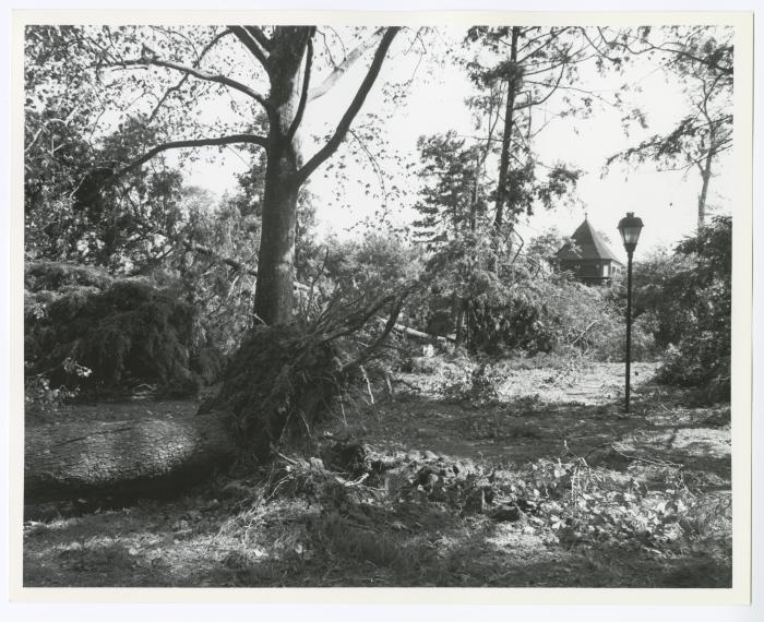 Hurricane Damage, Bayard Cutting Arboretum